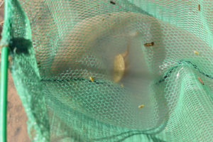 Pond view of "Burnt Lake" Three Ducks Pond 2019-05-07, #14, with fairy shrimp, tadpole shrimp, and clam shrimp in net; Surprise BLM Office, Buffalo Hills WSA