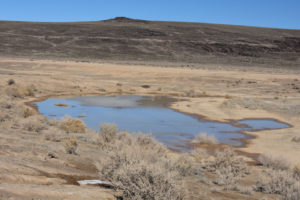 Scenic view of Candelaria Playa Ponds 2022-02-10, #01, south pond with burros; lacks fairy shrimp; Stillwater BLM Office