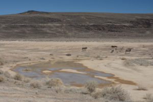 Scenic view of Candelaria Playa Ponds 2022-02-28, #04, south pond with burros; lacks fairy shrimp; Stillwater BLM Office