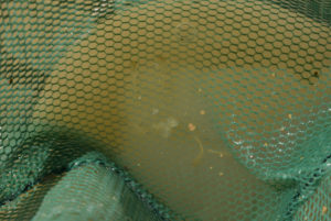 Pond view of Candelaria Playa Ponds 2022-02-28, #09, with fairy shrimp in net; Stillwater BLM Office