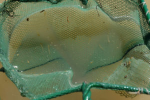 Pond view of Candelaria Playa Ponds 2022-02-28, #10, with fairy shrimp in net; Stillwater BLM Office