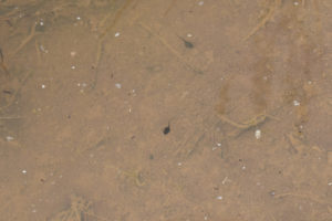 Pond view of "Dry Steer Lake" 2019-05-08, #37, with tadpoles; has fairy shrimp; Surprise BLM Office