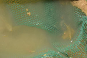 Pond view of Garfield 5890 Saddle Pond 2022-03-14, #13, with fairy shrimp in net; Stillwater BLM Office