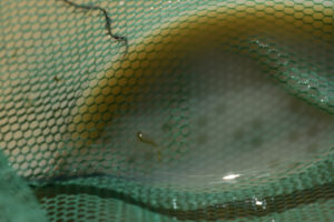 Pond view of Garfield Flat Stock Tank Pond 2022-03-14, #19, with fairy shrimp in net; private