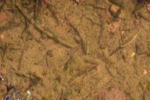 Pond view of Large Rare Plant Habitat Pond 2019-04-24 #09c, with fairy shrimp; Bridgeport Ranger District, Humboldt-Toiyabe National Forest, Wovoka Wilderness