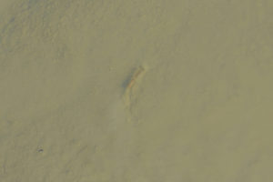 Pond view of Macari East Stop Sign Pond 2022-01-27, #02c, with fairy shrimp; Stillwater BLM Office