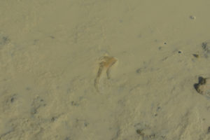 Pond view of Macari East Stop Sign Pond 2022-01-27, #05c, with fairy shrimp; Stillwater BLM Office