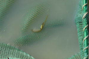 Pond view of Macari East Stop Sign Pond 2022-01-31, #08c, with fairy shrimp in net; Stillwater BLM Office