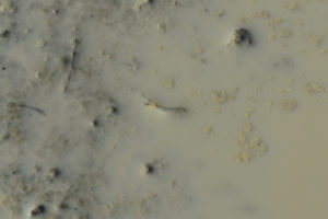 Pond view of Macari East Stop Sign Pond 2022-01-31, #14c, with fairy shrimp at water's edge; Stillwater BLM Office