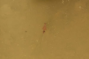 Pond view of Monitor Playa Lake 2019-07-10, #05, with fairy shrimp; Mount Lewis BLM Office