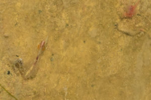 Pond view of Monitor Playa Lake 2019-07-10, #06, with fairy shrimp; Mount Lewis BLM Office