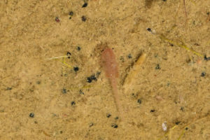 Pond view of Monitor Playa Lake 2019-07-10, #09, with fairy shrimp; Mount Lewis BLM Office