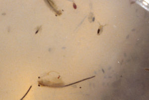 Pond view of North Scotty Lake West Pond 1987-06 #2712c, with cladocerans and fairy shrimp in white container, Lander BLM Office