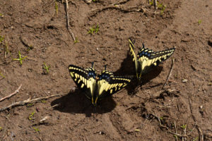 Pond view of Pegleg Butterfly Stock Pond 2019-05-09, #58, with butterflies; lacks fairy shrimp; Surprise BLM Office