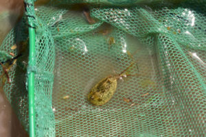 Pond view of Pegleg Canyon Edge Pond 2019-05-09, #50, with tadpole shrimp and clam shrimp in net, Surprise BLM Office