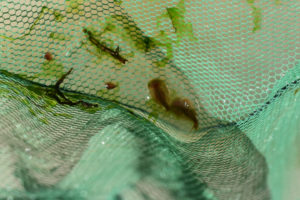 Pond view of Rowland Spring North Pond 2019-05-08, #29, with clam shrimp and tadpole shrimp in net; has fairy shrimp; Surprise BLM Office