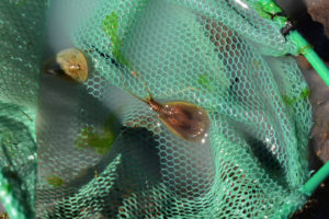 Pond view of Rowland Spring North Pond 2019-05-08, #30, with tadpole shrimp in net; has fairy shrimp; Surprise BLM Office