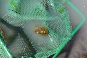 Pond view of Rowland Spring North Pond 2019-05-08, #31, with tadpole shrimp in net; has fairy shrimp; Surprise BLM Office