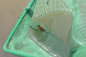 Pond view of "SOB Lake"2019-05-08, #44, with tadpole shrimp in net; has fairy shrimp; Surprise BLM Office