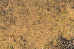 Pond view of Small Rare Plant Habitat Pond 2019-04-24 #04c, with fairy shrimp; Bridgeport Ranger District, Humboldt-Toiyabe National Forest, Wovoka Wilderness