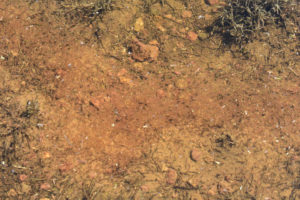 Pond view of Small Rare Plant Habitat Pond 2019-04-24 #05, with mass of fairy shrimp; Bridgeport Ranger District, Humboldt-Toiyabe National Forest, Wovoka Wilderness