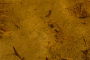 Pond view of Snowmelt Swales Ponds 2019-03-25, #04c, with fairy shrimp; Bridgeport Ranger District, Humboldt-Toiyabe National Forest