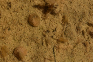 Pond view of Snowmelt Swales Ponds 2019-04-18, #09c, with fairy shrimp; Bridgeport Ranger District, Humboldt-Toiyabe National Forest