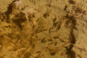 Pond view of Snowmelt Swales Ponds 2019-04-18, #10c, with fairy shrimp; Bridgeport Ranger District, Humboldt-Toiyabe National Forest