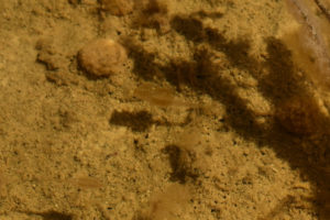 Pond view of Snowmelt Swales Ponds 2019-04-18, #11c, with fairy shrimp; Bridgeport Ranger District, Humboldt-Toiyabe National Forest