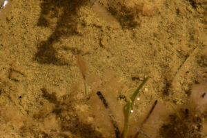 Pond view of Snowmelt Swales Ponds 2019-04-18, #12c, with fairy shrimp; Bridgeport Ranger District, Humboldt-Toiyabe National Forest