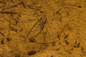 Pond view of eastern Snowmelt Swales Ponds 2019-04-18, #16c, with fairy shrimp; Bridgeport Ranger District, Humboldt-Toiyabe National Forest