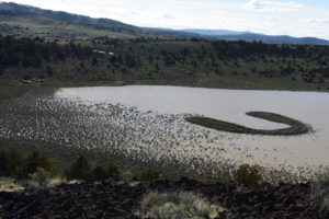 Scenic view of "Steer Lake" 2019-05-07, #20, with inundated brush; has fairy shrimp; Surprise BLM Office