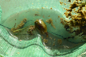 Pond view of "Steer Lake" 2019-05-07, #22, with tadpole shrimp in net; has fairy shrimp; Surprise BLM Office