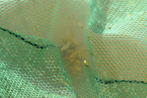 Pond view of "Steer Lake" 2019-05-07, #23, with fairy shrimp in net; Surprise BLM Office