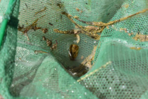 Pond view of "The Dry Lake" 2019-05-09, #55, with tadpole shrimp in net, has fairy shrimp; Surprise BLM Office