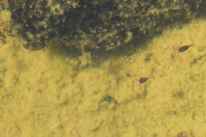 Pond view of Upper South Fork Pine Creek Pond 2021-09-13, #07c, with copepods, Tonopah Ranger District, HTNF; Alta Toquima Wilderness