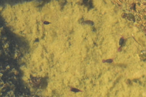 Pond view of Upper South Fork Pine Creek Pond 2021-09-13, #08c, with copepods; lacks fairy shrimp, Tonopah Ranger District, HTNF; Alta Toquima Wilderness