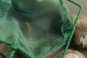 Pond view of West Northumberland Road Pond #1 2019-03-19, #02, with fairy shrimp in net; Mount Lewis BLM Office