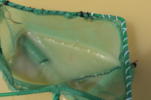 Pond view of Win Wan Corral Pond 2019-05-18, #03, with fairy shrimp in net; Stillwater BLM Office