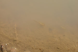 Pond view of Win Wan Flat West Pond 2022-03-24, #10, with fairy shrimp; Stillwater BLM Office