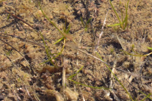 Pond view of Austin Summit Ponds 2021-04-23, #02, with fairy shrimp; Austin Ranger District, Humboldt-Toiyabe National Forest