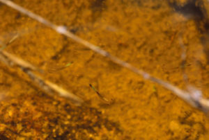 Pond view of Blackbird Pond 1987-05-16, #1705; with fairy shrimp; Lander BLM Office