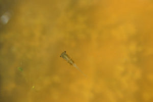 Pond view of Bull Canyon Pond 1987-06-06, #1814, with fairy shrimp; Lander BLM Office