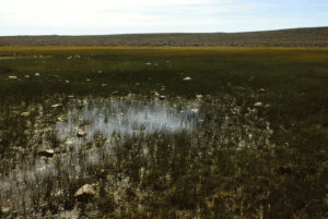 Scenic view of Bull Canyon Pond 1988-06-06, #0225; lacks fairy shrimp; Lander BLM Office