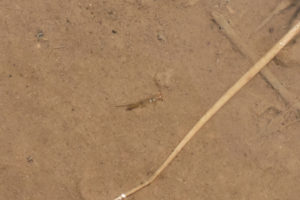 Pond view of Burnt Cabin Summit Playa Lake 2019-06-06, #03c, with fairy shrimp; Mount Lewis BLM Office