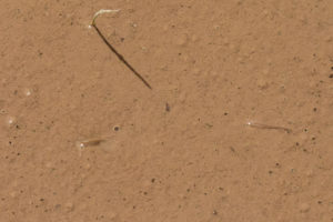 Pond view of Burnt Cabin Summit Playa Lake 2019-06-06, #04, with fairy shrimp; Mount Lewis BLM Office