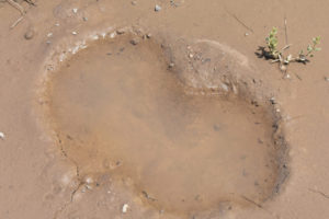 Pond view of Burnt Cabin Summit Playa Lake 2019-06-06, #05, with fairy shrimp; Mount Lewis BLM Office