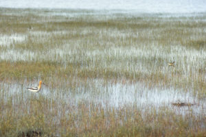 Pond view of "Coyote Lake" 1987-06-06, #1906, with avocet and phalarope; has fairy shrimp; Lander BLM Office