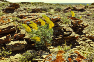 Blowing flowers near "Lost Creek Lake" 1988-06-05, #0104; Lander BLM Office