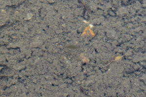 Pond view of "North Furlong Lake" 2022-07-15, #08c, with possible amphipod; lacks fairy shrimp; Ruby Mountains Ranger District, Humboldt-Toiyabe National Forest, Ruby Mountains Wilderness